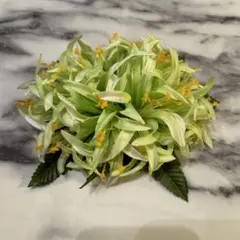 Item thumbnail for item dda38ce6-e988-4968-93df-712e3caacab5