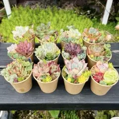 160 多肉植物の寄せ植え☆6月のスペシャルセット☆オトクな速達発送