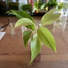 ミニオン様 リクエスト 2点 まとめ商品