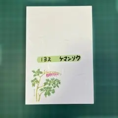ケマンソウ 10枚 (132) 絵はがき ポストカード