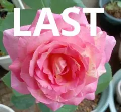 牧野博身様 リクエスト 3点 まとめ商品