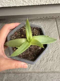 多肉植物 アロエポリフィラ　観葉植物 六角形鉢付きのサムネイル