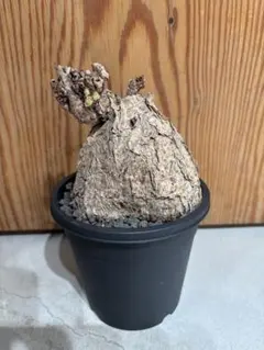 ペラルゴニウム トリステ 現地株のサムネイル