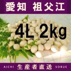 2026年新物 久寿 銀杏 ぎんなん 祖父江産 4L 1kg - メルカリ