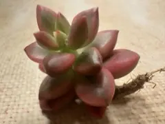 株分け＊根付き◇D 子持ち蓮華錦 斑入り子持ち蓮華 ピンクに紅葉 多肉