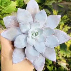 2025年最新】ロータス 苗の人気アイテム - メルカリ