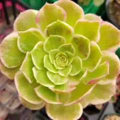 2026年最新】錦 アエオニウムの人気アイテム - メルカリ