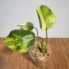 【極上株】スキンダプサス パラヒヤンガン 極上株】スキンダプサス パラヒヤンガン - メルカリ
