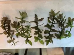 バコパ 現品 匿名発送 箱入りのサムネイル