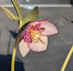 2025年最新】クリスマスローズLITTEの人気アイテム - メルカリ