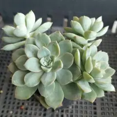 ★ディッシュ①★抜き苗★エケベリア★多肉★多肉植物★寄せ植え★