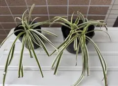 sachiko04.07.1954様 リクエスト 3点 まとめ商品