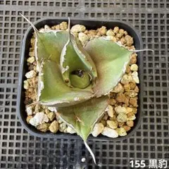155 黒豹　アガベ　チタノタのサムネイル