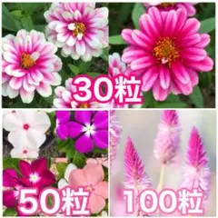 花の種　矮性ジニア（百日草）　日々草（ニチニチソウ）　ノゲイトウ