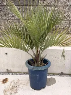 ココスヤシ 送料込み 南国植物 シルバーリーフ - メルカリ