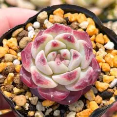おらいさん リンゼアナ×ざわわ 青札苗 多肉植物 - メルカリ