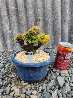 岩松 イワヒバ 高山植物 丸型陶器鉢付 - メルカリ