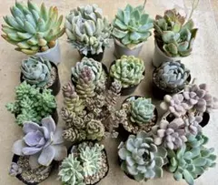 多肉植物　つぶつぶ屋　リエール　わたあめ　雙花　全16種　抜き苗/カット苗のサムネイル