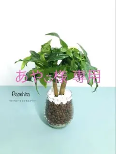 あや◡̈様 リクエスト 2点 まとめ商品