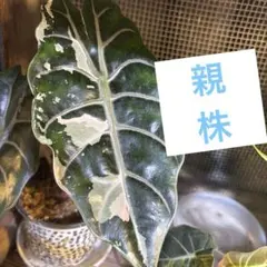アロカシア マハラニ 斑入り 芋1つ - メルカリ