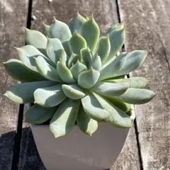 hikaru様 リクエスト 3点 まとめ商品