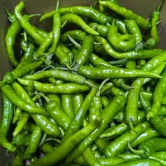 甘長ししとう　1.6kg 農薬不使用のサムネイル