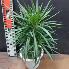 ☆CHITOSE☆様 リクエスト 3点 まとめ商品