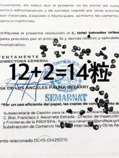 12+2=14粒【ムチプリ】アガベ オテロイ オアハカ 種 ルイス＋BRIDGEのサムネイル