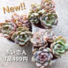 kotyako様 リクエスト 4点 まとめ商品