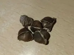 モリンガの種　5粒　3のサムネイル