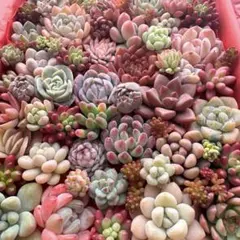 【256】多肉植物 カット苗 詰め合わせ 寄せ植えセット