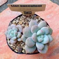 yukky様 リクエスト 3点 まとめ商品