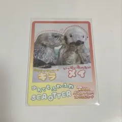 鳥羽水族館 コレクションカード キラちゃん ラッコ - メルカリ