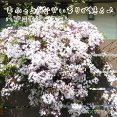 【増量中】香水のような甘い香りが魅力❤ハゴロモジャスミン挿し木 ロング お試し版のサムネイル