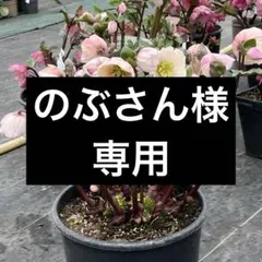 のぶさん 様専用　クリスマスローズ　ポット発送