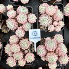 Ched様 リクエスト 4点 まとめ商品