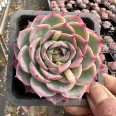 Top【選抜株】多肉植物　264401ピンク ドーン　12個　鉢無し/脱土 Top【選抜株】多肉植物 14985シルエット 24個 鉢無し/脱土 - メルカリ