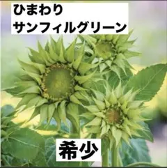 ❤️希少！ひまわり F1 サンフィル グリーン種 １０粒