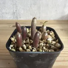 2026年最新】ウィンゾリー パキポディウムの人気アイテム - メルカリ