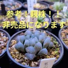 りあむ様 リクエスト 2点 まとめ商品