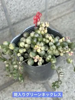 2026年最新】抜き苗の人気アイテム - メルカリ