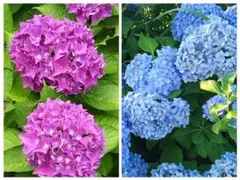 紫陽花の挿し穂 枝3本 - メルカリ