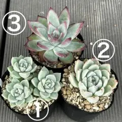 抜き苗セット　0619-4のサムネイル