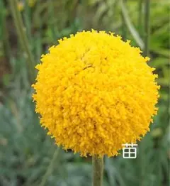 YUYU７２８♪様 リクエスト 2点 まとめ商品