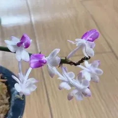 セイデンファデニア ミトラタ 3種 セット Sei 洋蘭 洋ラン 観葉植物