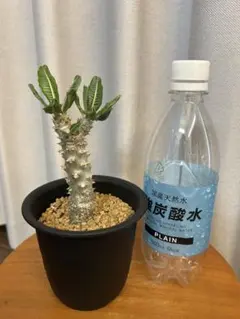 パキポディウム タッキー 親株 6頭分枝 開花株 - メルカリ
