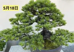 中型松盆栽 曲がった幹の陶器植え - メルカリ