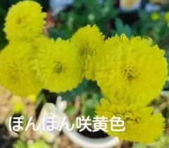 ポンポン菊　苗　イエロー　グリーンのサムネイル