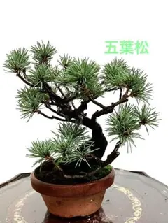 希少 斑入り 五葉松 花火 花吹雪 蛇の目 盆栽 盆栽鉢 付き発送 - メルカリ