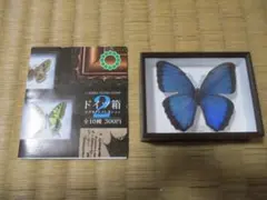 2026年最新】ドイツ箱標本の人気アイテム - メルカリ